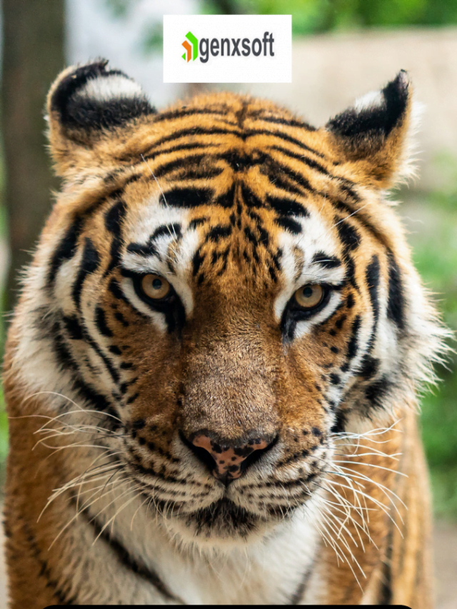 International Tiger Day 2022 : look some beautiful pictures