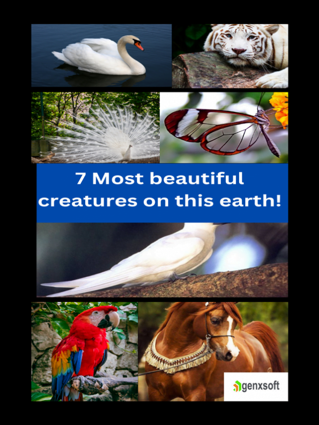 7 Most beautiful creatures on this earth!