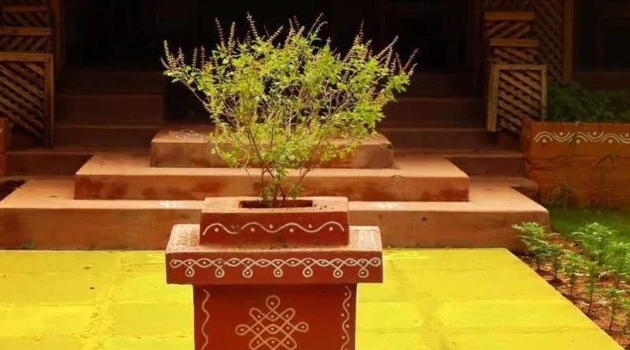 Vastu Tips: तुलसी के गमले पर इन चिह्नों से रातोंरात पलट जाएगी किस्‍मत