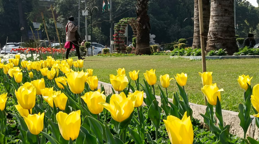 Tulips blooming in Delhi are making this spring a bit special!