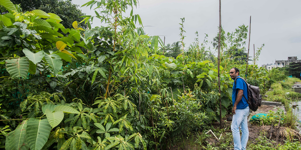 Know more about Miyawaki Method: a Japanese method of afforestation