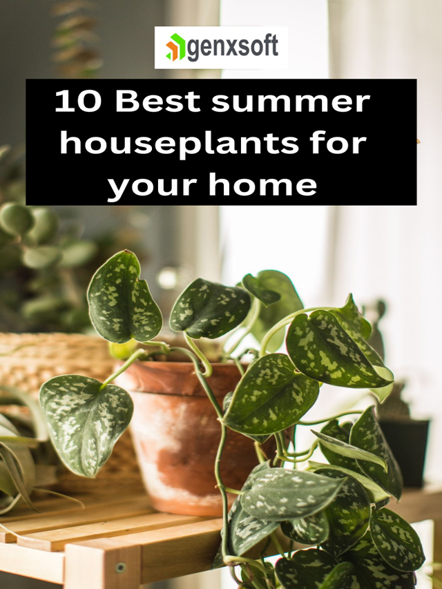 10 Best summer houseplants for your home